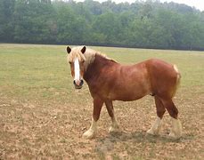 Image result for Horse Person