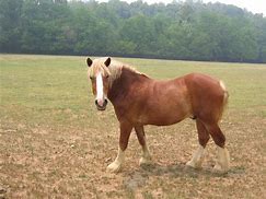 Image result for UHD Horse Photography