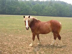 Image result for Wilf Horse Photography