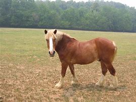 Image result for Golden Hour Horse Photography