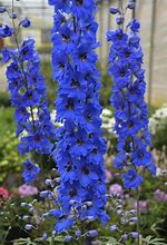 Bildergebnis für Delphinium elatum Light Blue with White Bee