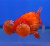 Image result for 1 Eye Fish