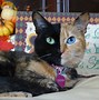 Image result for Venus Cat