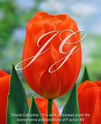 Image result for Tulipa Prins Willem Alexander