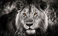 Image result for Black and White Lion Wallpaper iPhone