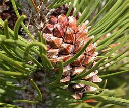 Image result for Pinus uncinata San Sebastian 26