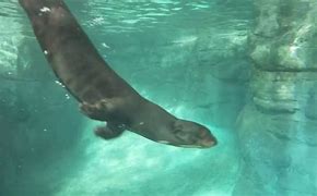 Image result for Otter Attack