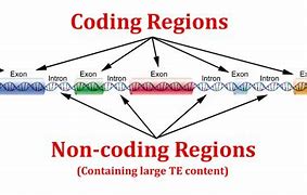 Image result for Difference Between Gene and DNA