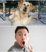 Image result for Surprised Dog Face