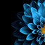 Image result for Wallpaper for Android Cell Phone Flower