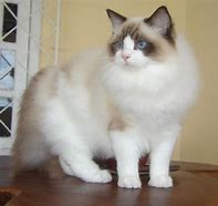 Image result for Ragdoll Persian Kittens
