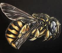Image result for Colored Pencil On Black Paper