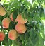 Image result for Apple Tree for Zone 9