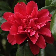 Image result for Camellia japonica Mark Alan
