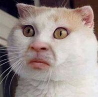 Image result for White Cat Weird Smile Meme