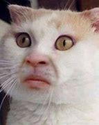 Image result for Human Face Cat Meme