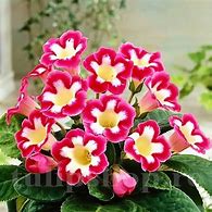 Image result for Gloxinia Blanche de Meru