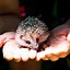 Image result for White Baby Hedgehog