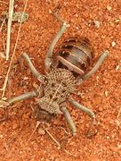 Image result for Armoured Ground Cricket