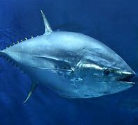 bluefin tuna 的图像结果
