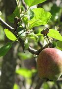 Image result for Apple Seedling