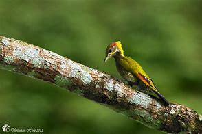 Image result for Picus chlorolophus