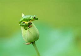 Image result for Frog 4K Đong