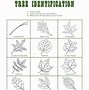 Image result for Plant Identification Worksheet