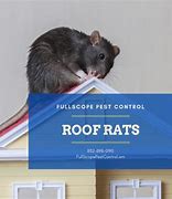 Image result for Roof Rats Control