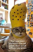 Image result for Cat Flower Meme