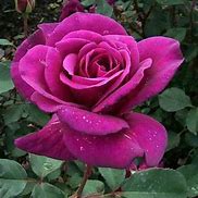 Image result for Purple BlackBerry and Rose