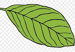 Image result for Green Leaves Cartoon