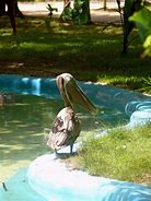 Image result for Pelican Trailblazer