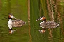 Image result for Podiceps rufopectus