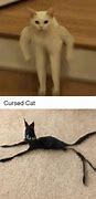 Image result for Cursed Cat Know Your Meme