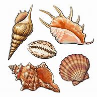 Image result for Coquillage Drawing