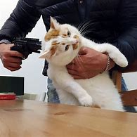 Image result for Cat with Gun Meme