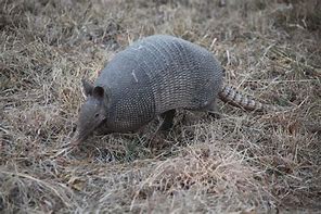 Image result for Armadillo Texas Flag
