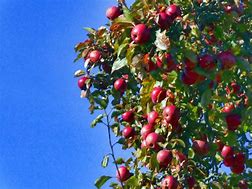 Image result for Apple Tree Cut Out