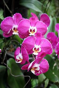 Image result for Orchid Flower