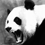 Image result for Angry Panda