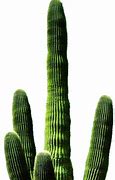 Image result for Cactus of Southern Arizona