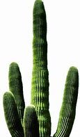 Image result for Free Desktop Backgrounds Cactus