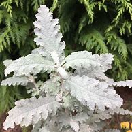 Image result for Buddleja glomerata Silver Service