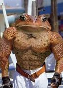 Image result for Cane Toad Funny