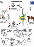 Image result for Autoinfeccion
