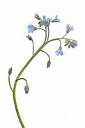 Image result for Forget Me Not Pin Badge