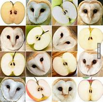 Image result for Apple with Face Meme