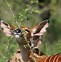 Image result for Nyala Antilope
