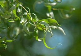 Image result for Corkscrew Willow Tree